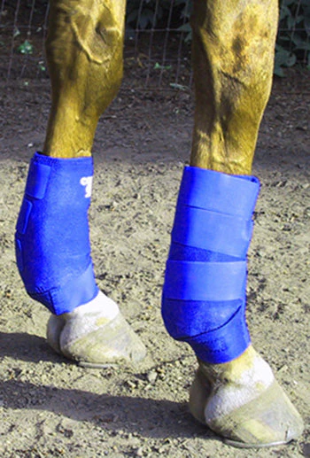 Equine Fetlock Pair - Quarter Horse